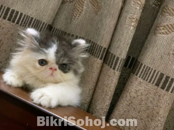 Exotic Male Cat